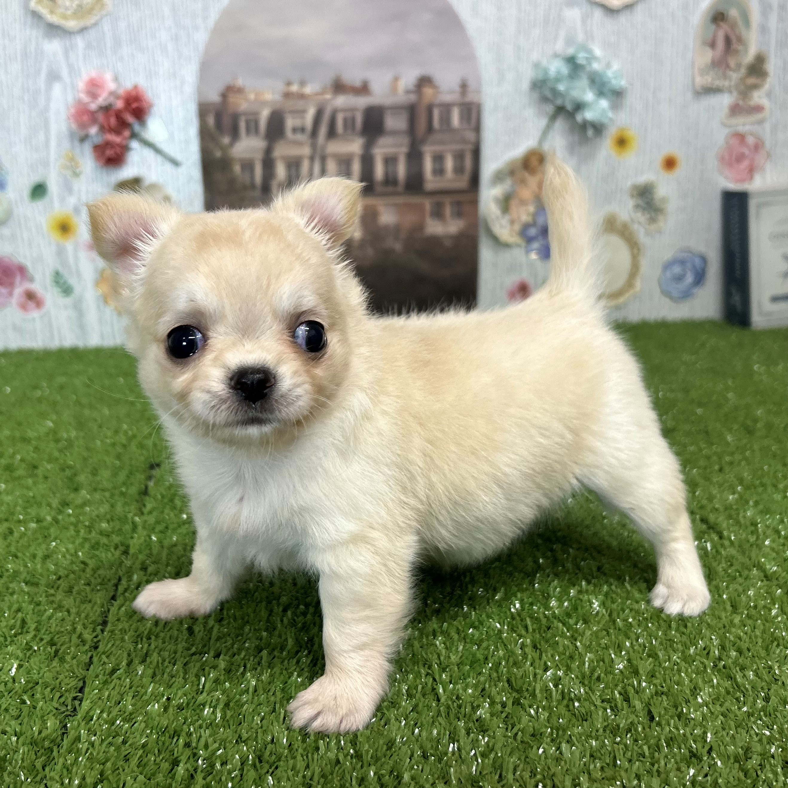 🌟新入り仔犬ちゃん仔猫ちゃんのご紹介🌟 | ペットショップ 犬の家&猫